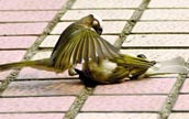 死んだ雌鳥に寄り添って悲しむ雄鳥