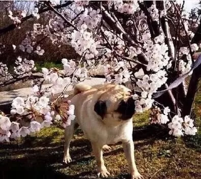 桜の花の下の可愛い「癒し系」のイヌ