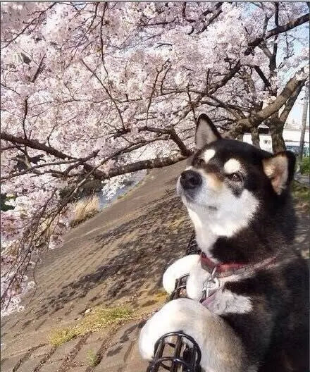 桜の花の下の可愛い「癒し系」のイヌ