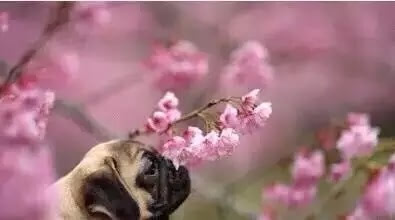 桜の花の下の可愛い「癒し系」のイヌ