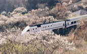 北京?居庸関の花の海を走る高速列車