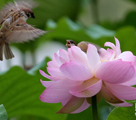 蓮の花の上で餌を探すスズメ