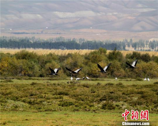 渡り鳥を迎える大草原　新疆