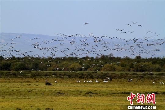 渡り鳥を迎える大草原　新疆