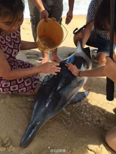 海岸に打ち上げられたイルカを村民が救助、傘で日陰を作る　海南省