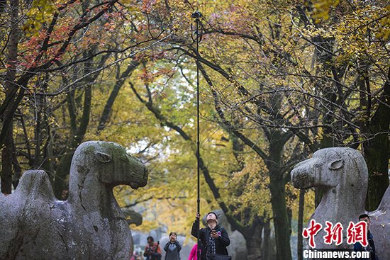 秋に染まる紫金山、最も美しい季節(jié)を迎える　南京市