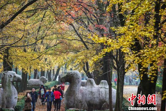 秋に染まる紫金山、最も美しい季節(jié)を迎える　南京市