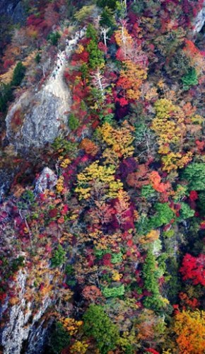 寫真で観る「日本の秋」