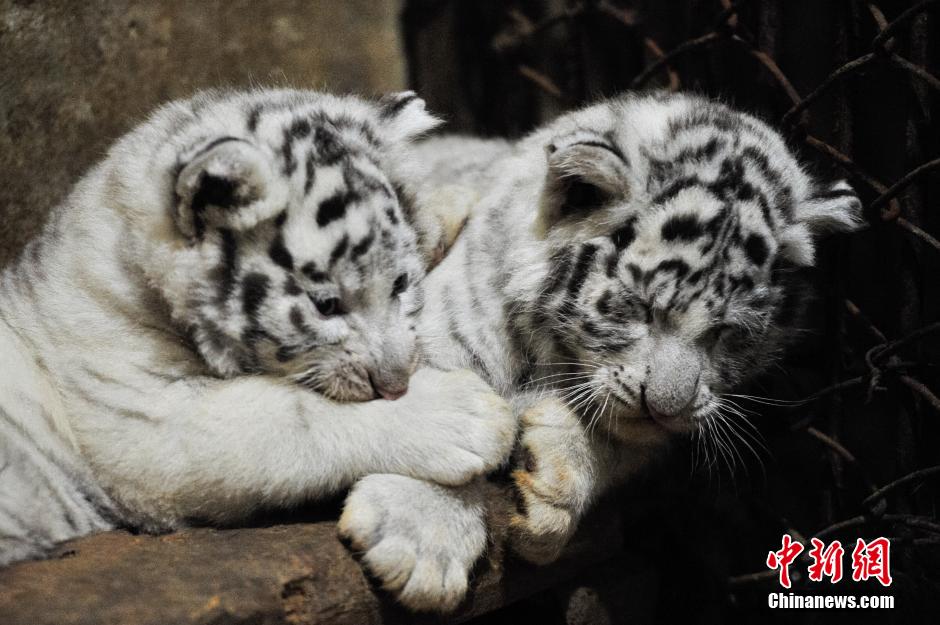 満一か月を迎えたホワイトタイガーの赤ちゃん　雲(yún)南野生動物園
