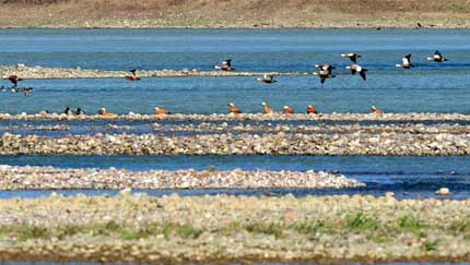 黃河濕地に舞う鳥の群れ
