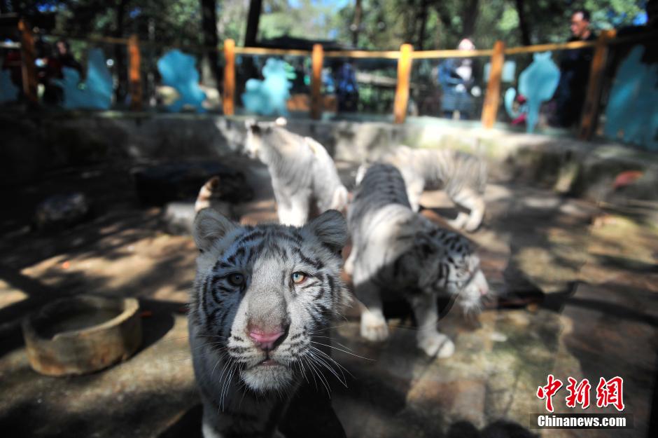 5頭のホワイトタイガーが観光客と対面　雲(yún)南野生動物園