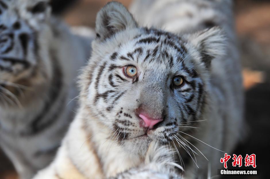 5頭のホワイトタイガーが観光客と対面　雲(yún)南野生動物園