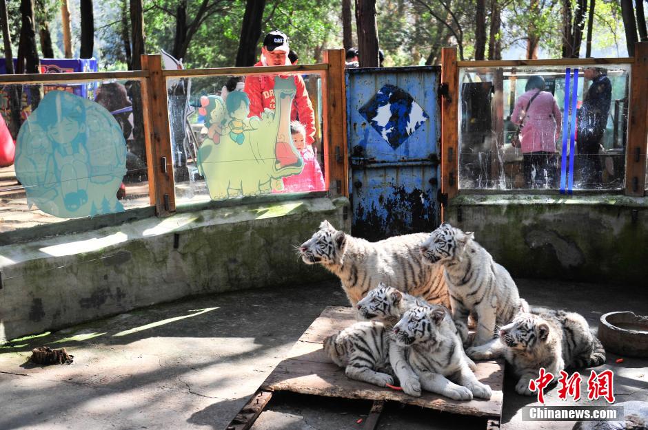 5頭のホワイトタイガーが観光客と対面　雲(yún)南野生動(dòng)物園