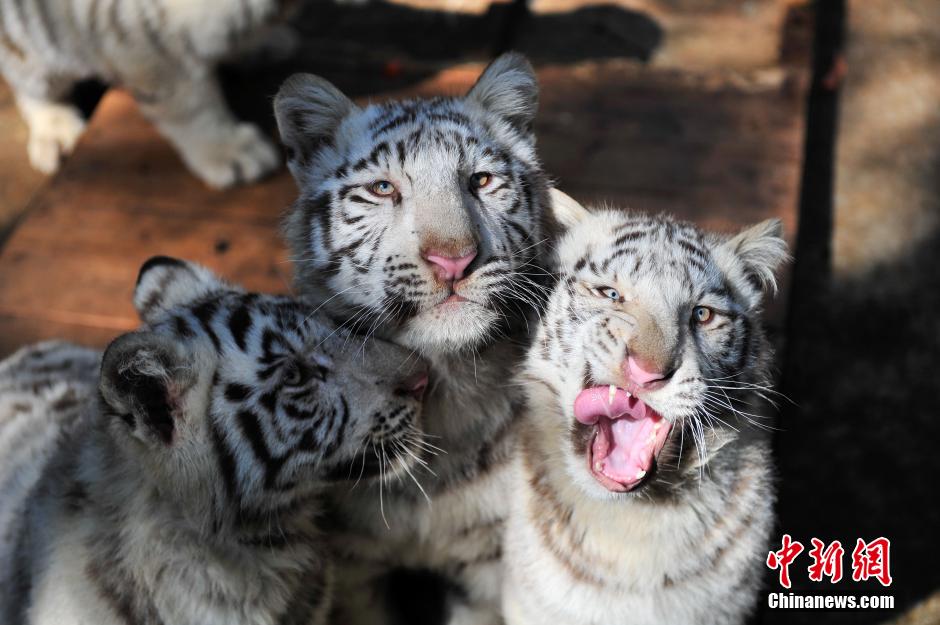 5頭のホワイトタイガーが観光客と対面　雲(yún)南野生動(dòng)物園