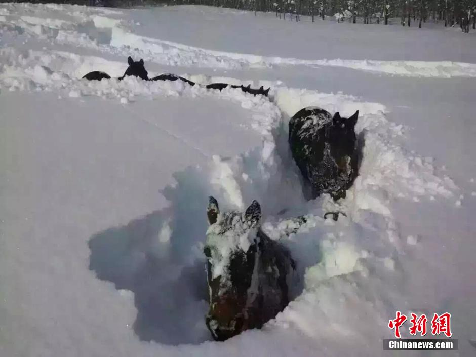 珍しい豪雪で山岳地域は2メートルの積雪　新疆