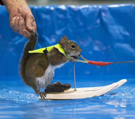 2016年トロント國(guó)際ボートショーでリスのサーフィン