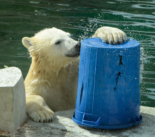 動(dòng)物園のホッキョクグマ、バケツを抱えて水をゴクゴク　ロシア