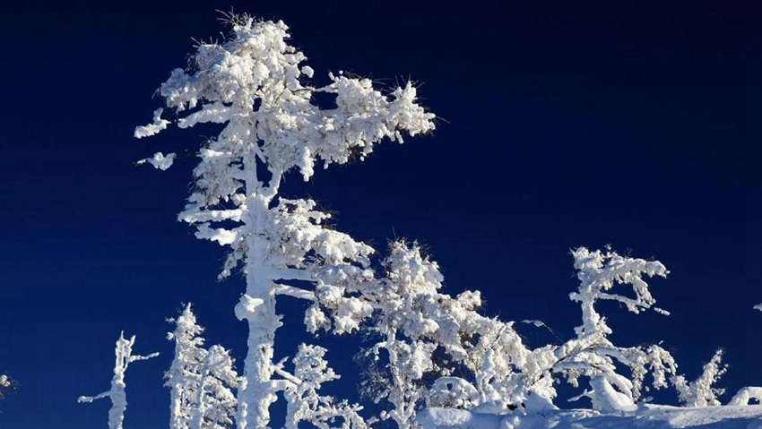 極寒の絶景、―40℃の大興安嶺林海の雪景色