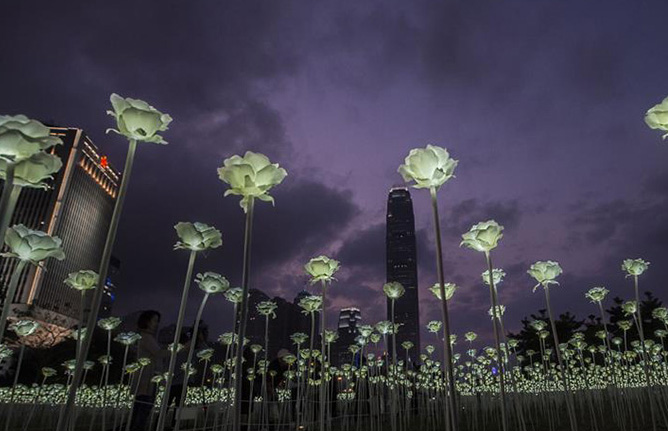 バレンタインデーに數(shù)萬本のLED薔薇、香港を幻想的に照らす