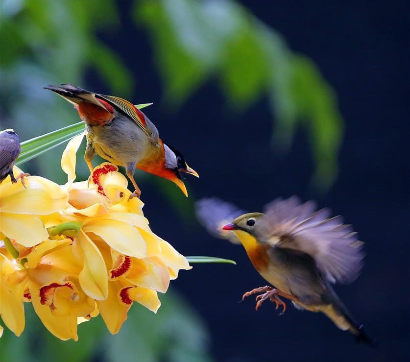 鳥がさえずり、花が咲く　北京