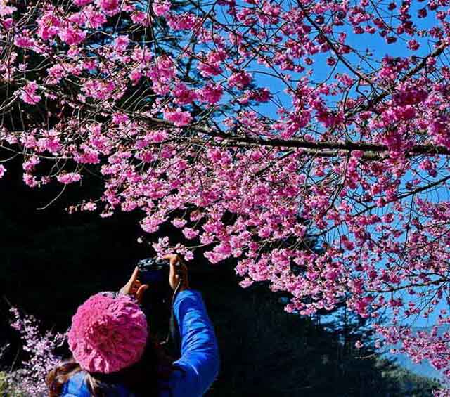 美しい満開の桜、春を迎える臺灣