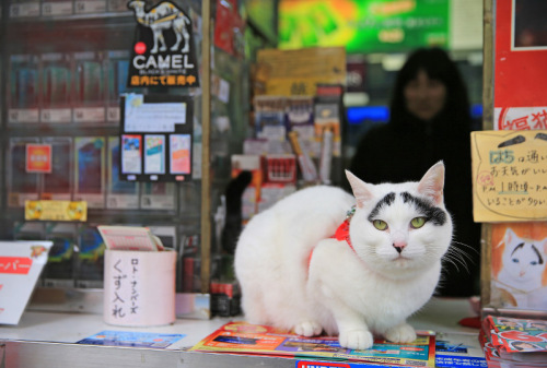 美貌か可愛(ài)さか愛(ài)嬌か？「ネットの人気者」になる貓の魅力