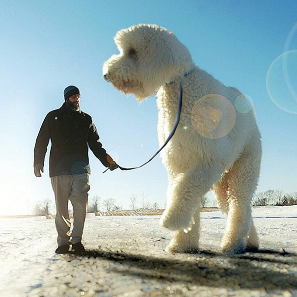 可愛い！フォトショで巨大化した愛犬とのツーショット