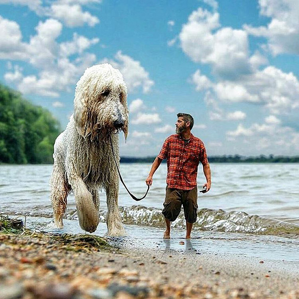 可愛い！フォトショで巨大化した愛犬とのツーショット