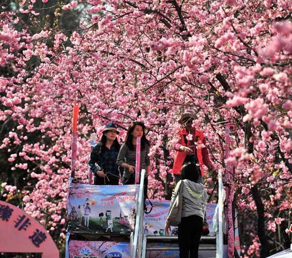 春の遠足、満開の桜を堪能する市民　昆明