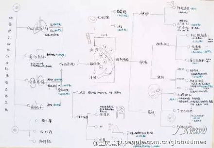 手描きのミトコンドリアに仰天！優(yōu)等生の精巧すぎる生物ノート　重慶