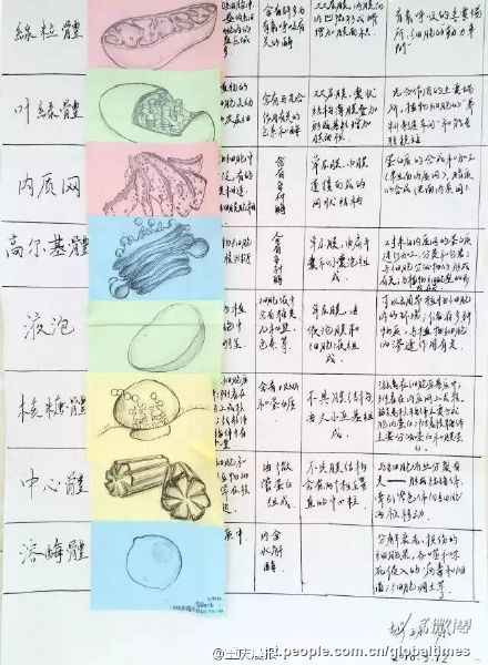 手描きのミトコンドリアに仰天！優(yōu)等生の精巧すぎる生物ノート　重慶