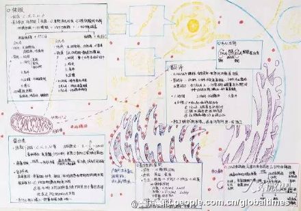 手描きのミトコンドリアに仰天！優(yōu)等生の精巧すぎる生物ノート　重慶