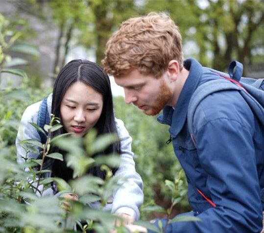 外國人が茶摘みを體験、茶作りの面白さを?qū)Wぶ　重慶