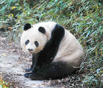 秦嶺のジャイアントパンダ個(gè)體數(shù)、過去10年で2割増加