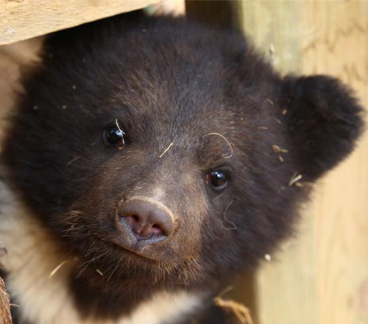 ツキノワグマの赤ちゃん、観光客に可愛い姿を見せる　青海省