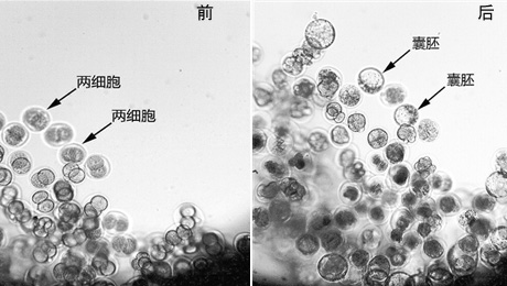 科學(xué)実験衛(wèi)星「実踐10號」、マウスの胚の成長に成功