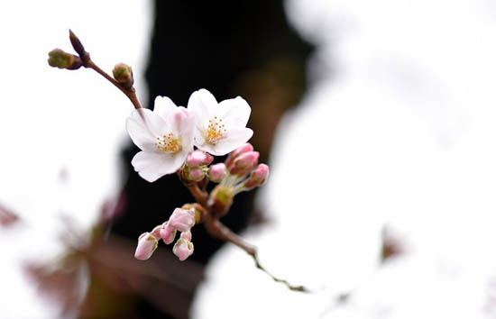 美しすぎてうっとり！目と舌で楽しむ桜グルメ