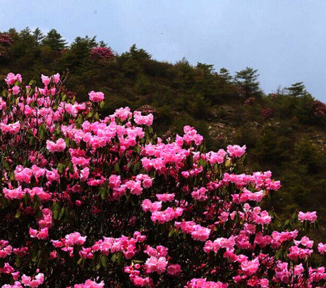 高山で一面に自生するツツジ、國內(nèi)最大規(guī)模の「花畑」　重慶