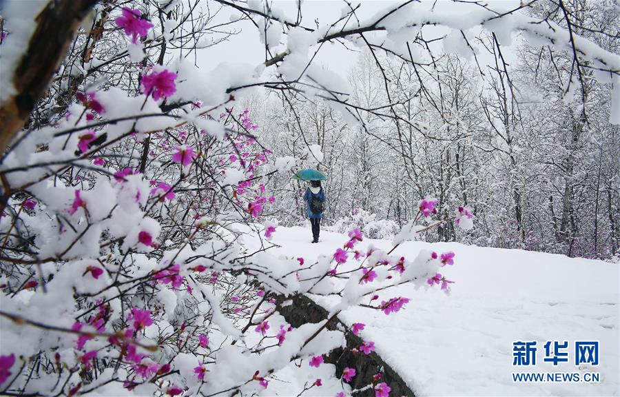 5月の雪に覆われる內(nèi)モンゴル