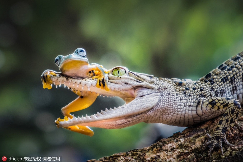 怖いもの知らずのカエル、ワニの鼻先に鎮(zhèn)座