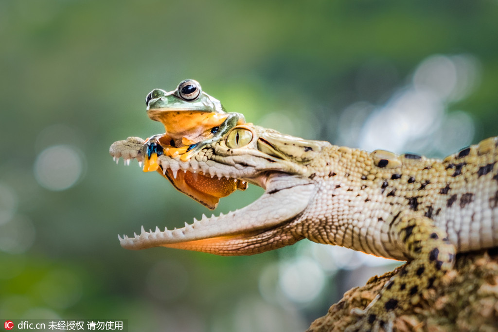 怖いもの知らずのカエル、ワニの鼻先に鎮(zhèn)座