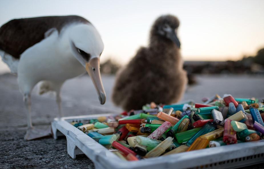 海洋科學(xué)者らが海の大掃除、「怒りの目」でゴミを見つめるアホウドリ