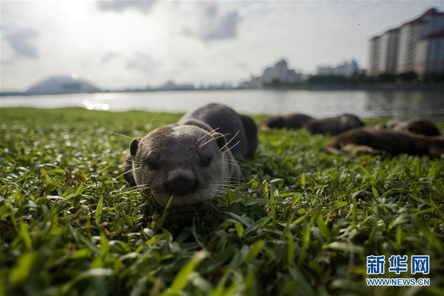 シンガポールに現(xiàn)れたカワウソの「碧山ファミリー」