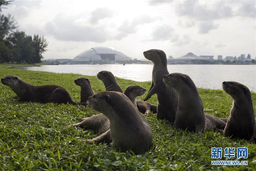 シンガポールに現(xiàn)れたカワウソの「碧山ファミリー」