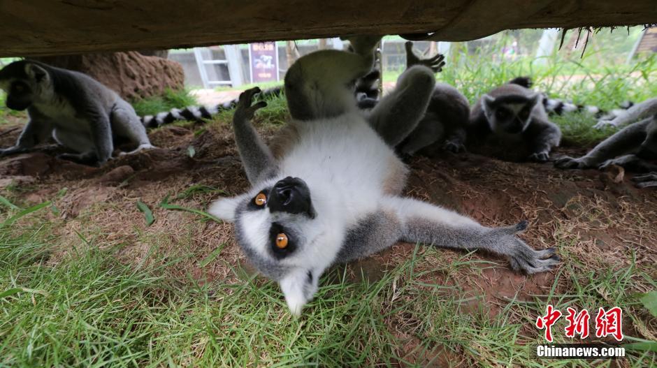 連日の猛暑に動(dòng)物たちも様々な方法で暑さをしのぐ　重慶