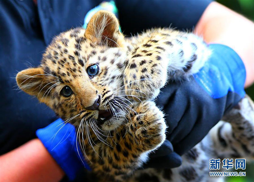 絶滅危懼種のアムールヒョウの赤ちゃん公開　ベルギー