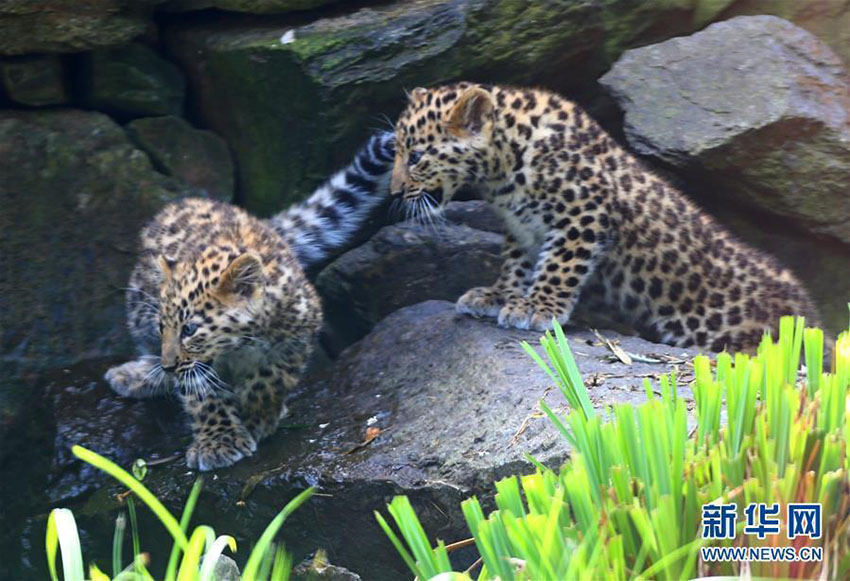 絶滅危懼種のアムールヒョウの赤ちゃん公開　ベルギー