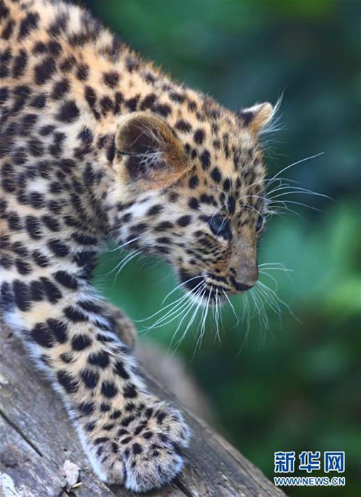 絶滅危懼種のアムールヒョウの赤ちゃん公開(kāi)　ベルギー