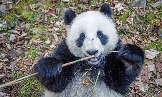 「パンダスーツ」を著込んで野生パンダを撮影するカメラマン