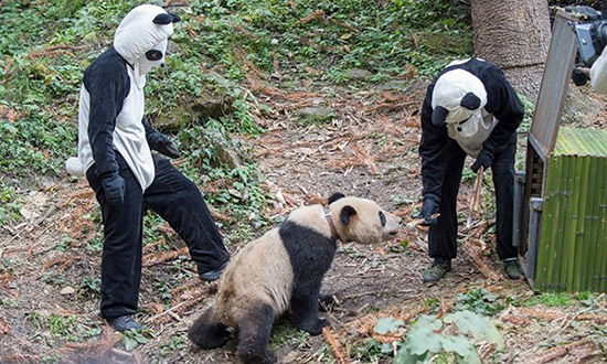 「パンダスーツ」を著込んで野生パンダを撮影するカメラマン